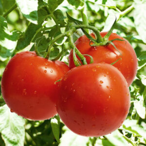 tomato 100 seeds