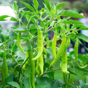 Chillies Green Long (Hari Mirch) - 300 Seeds