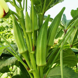 Okra or Lady Finger (bhindi) - 80 Seeds