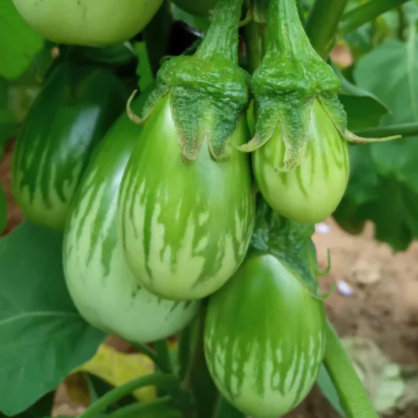 Brinjal Green Hybrid – 400 Seeds Brinjal Green Hybrid - 400 Seeds