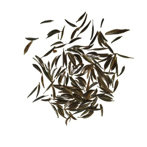 chrysanthemum carinatum seeds (copy)