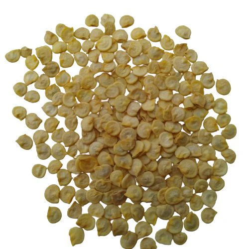 capsicum green hybrid (25 seeds)