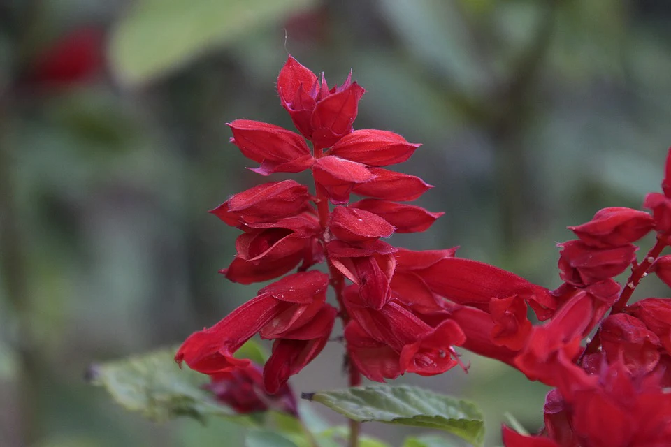 salvia st john’s fire red flower seeds salvia st john’s fire red flower seeds