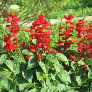 salvia st john’s fire red flower seeds