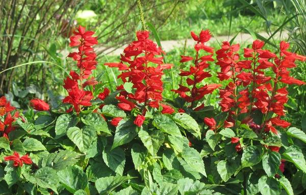 salvia st john’s fire red flower seeds salvia st john’s fire red flower seeds