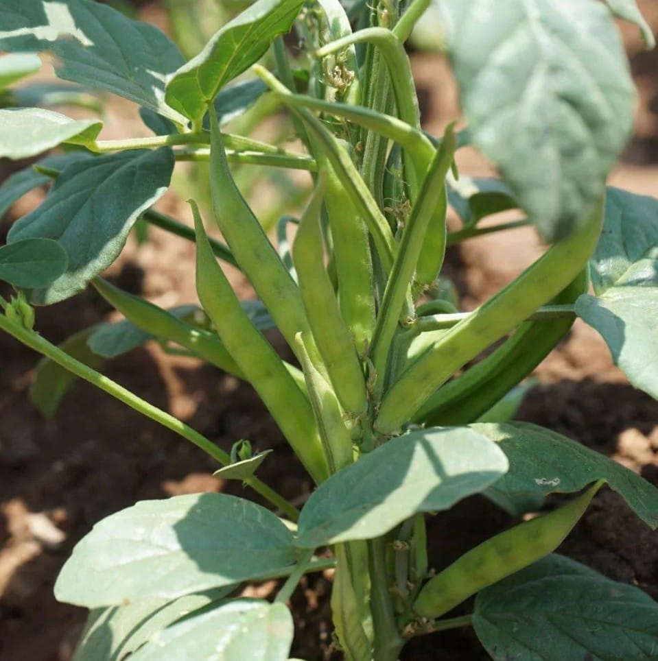 Cluster Beans - 60 Seeds Cluster Beans - 60 Seeds