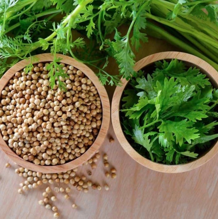 coriander (dhania) 500 seeds coriander (dhania) 500 seeds