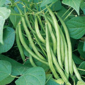 French Beans - 20 Seeds
