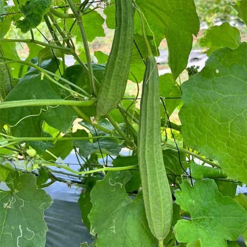 ridge gourd (turai) 40 seeds ridge gourd (turai) 40 seeds