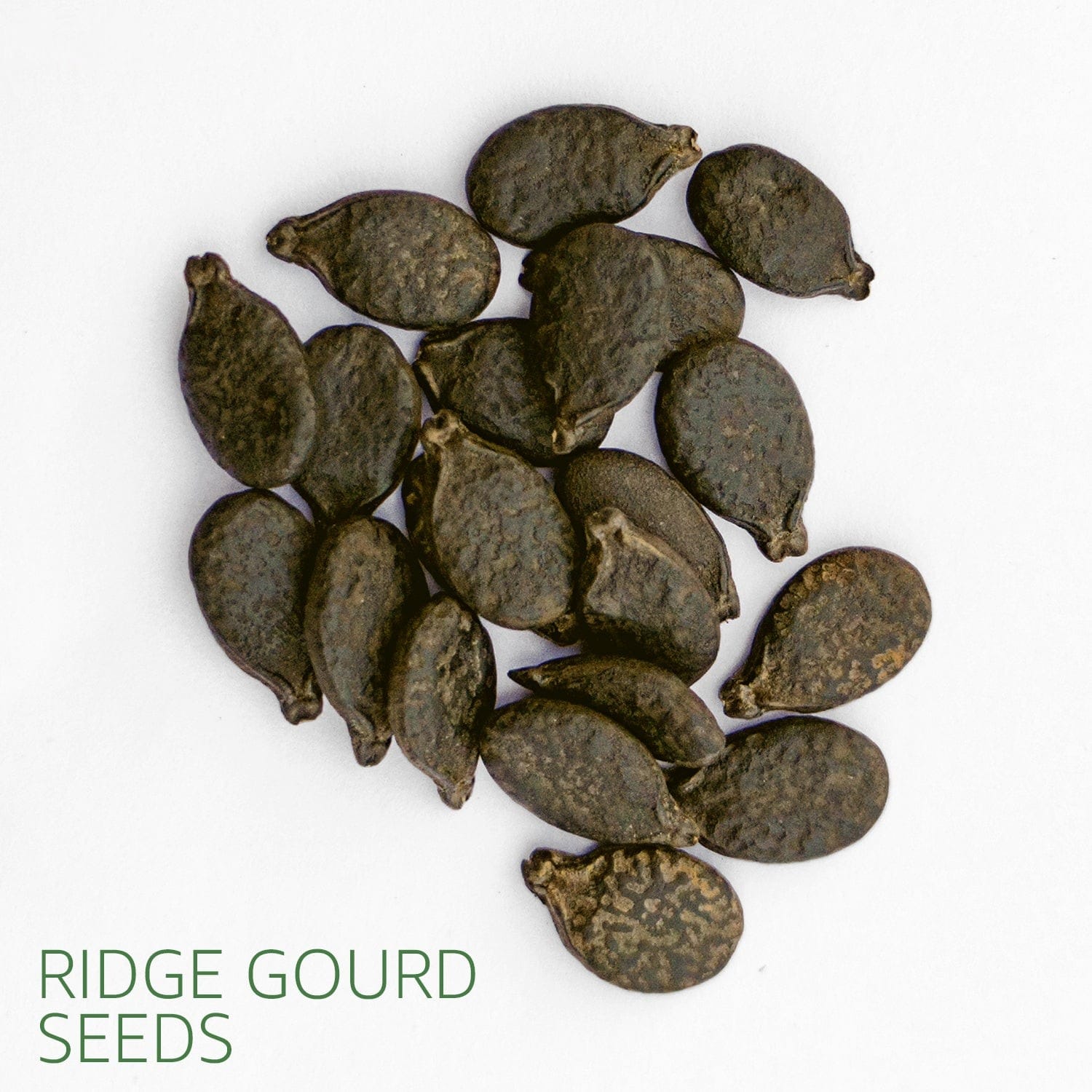 ridge gourd (turai) 40 seeds ridge gourd (turai) 40 seeds