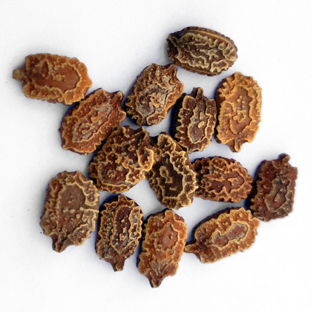 bitter gourd (karela) seeds hybrid long 20 seeds bitter gourd (karela) seeds hybrid long 20 seeds