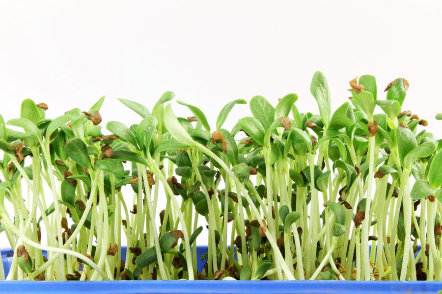 fenugreek (metha) microgreen 350 seeds fenugreek (metha) microgreen 350 seeds