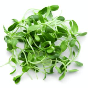 fenugreek (metha) microgreen 350 seeds