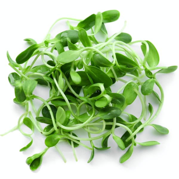 fenugreek (metha) microgreen 350 seeds fenugreek (metha) microgreen 350 seeds