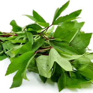 Sorrel Leaves(Gongura Red) (100 Seeds)